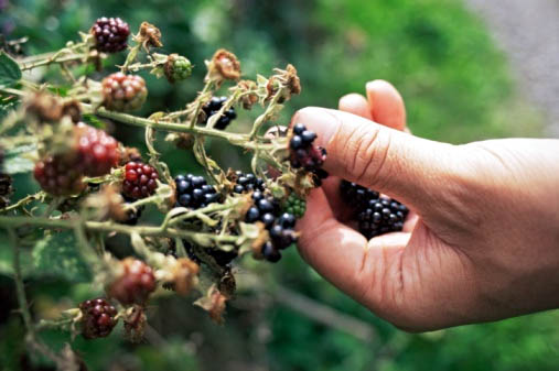 Blackberry picking essay
